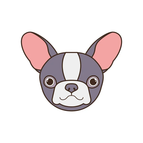 Head of cute boston terrier dog on white background — Stock Vector