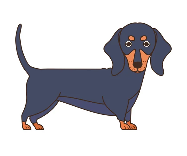 Beyaz arka plan üzerinde sevimli dachshund köpek — Stok Vektör
