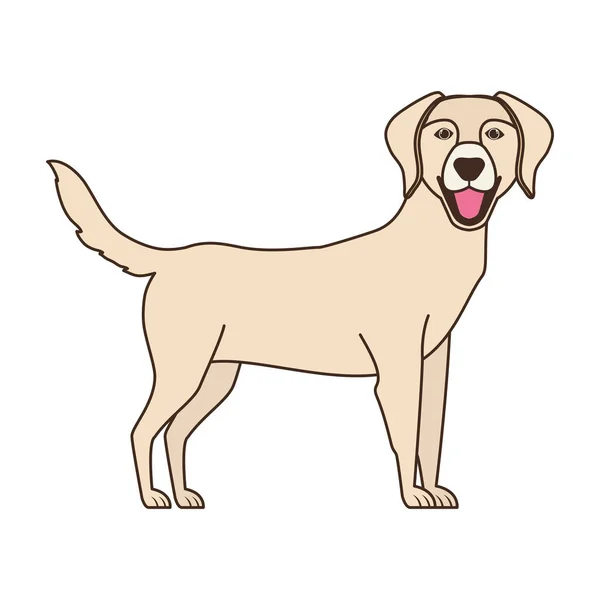 Lindo perro Labrador Retriever sobre fondo blanco — Vector de stock