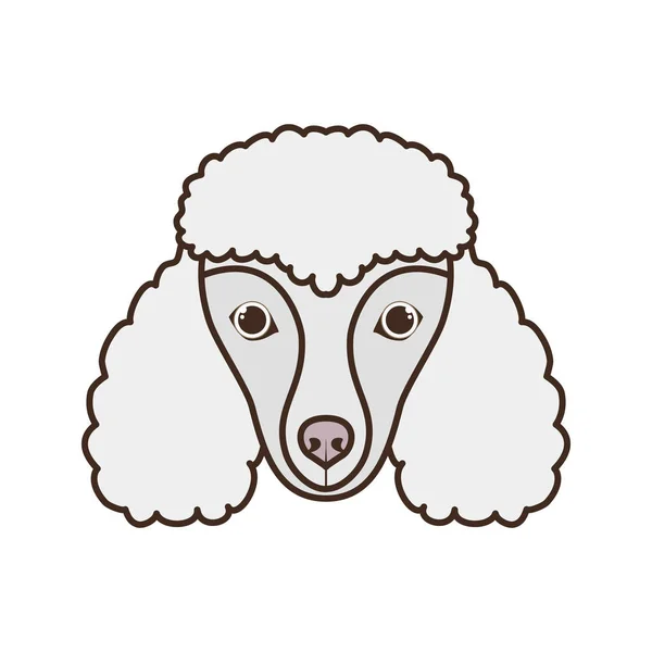 Beyaz arka plan üzerinde sevimli poodler köpek başkanı — Stok Vektör