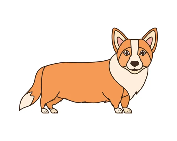 Aranyos walesi Corgi kutya fehér alapon — Stock Vector