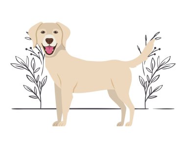 Beyaz arka plan üzerinde şirin Labrador Retriever köpek