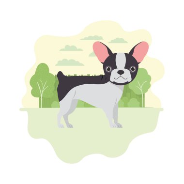 beyaz arka plan üzerinde sevimli boston terrier köpek