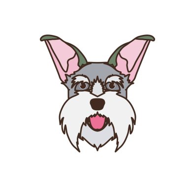 beyaz arka plan üzerinde sevimli schnauzer köpek başkanı