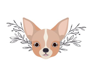 beyaz arka plan üzerinde sevimli chihuahua köpek başkanı