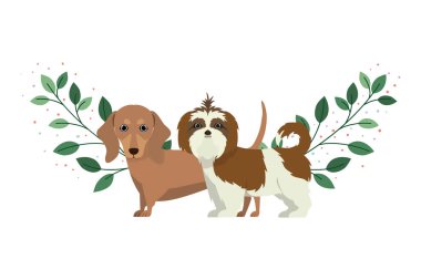 beyaz arka planda sevimli ve sevimli köpekler