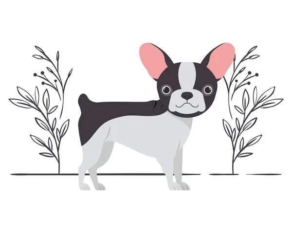 Mignon chien terrier boston sur fond blanc — Image vectorielle