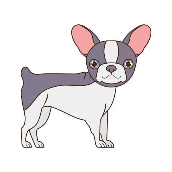 Bonito boston terrier cão no fundo branco — Vetor de Stock