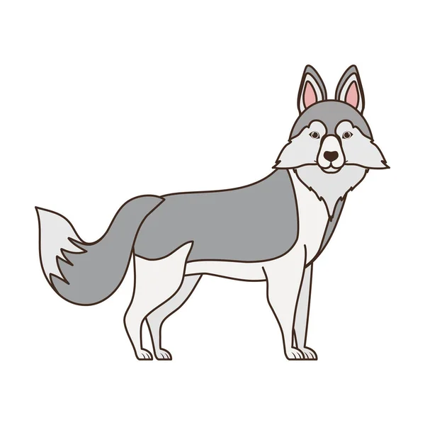 Beyaz arka plan üzerinde sevimli lobo sibirya köpek — Stok Vektör