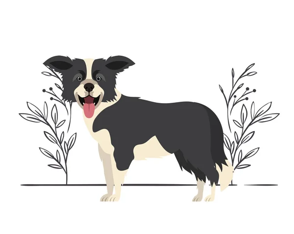 Mignonne frontière collie chien sur fond blanc — Image vectorielle