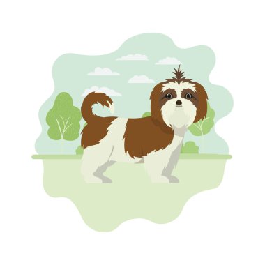 beyaz arka plan üzerinde sevimli shih tzu köpek