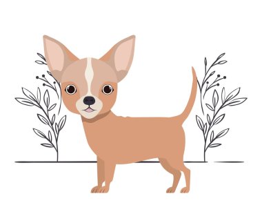 Beyaz arka plan üzerinde şirin chihuahua köpek