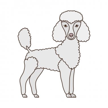 beyaz arka plan üzerinde sevimli kaniş köpek