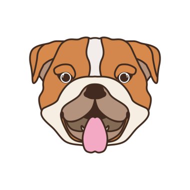 beyaz arka plan üzerinde sevimli bulldog ingles köpek başkanı