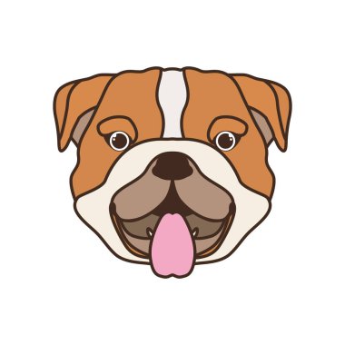 head of cute bulldog ingles dog on white background clipart