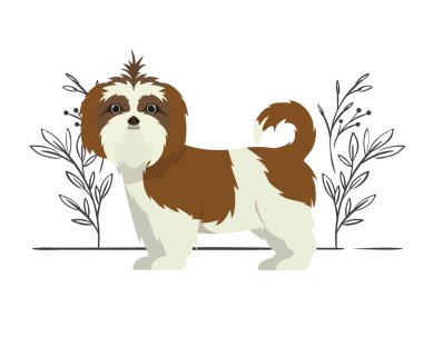 beyaz arka plan üzerinde sevimli shih tzu köpek