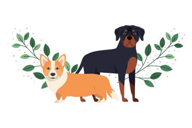 beyaz arka planda sevimli ve sevimli köpekler