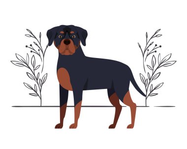 beyaz arka plan üzerinde sevimli rottweiler köpek