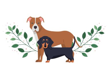 beyaz arka planda sevimli ve sevimli köpekler