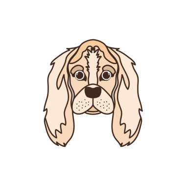 beyaz sevimli cocker spaniel ingles köpek başkanı