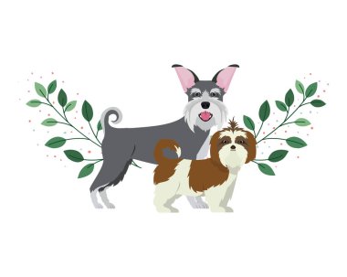 beyaz arka planda sevimli ve sevimli köpekler