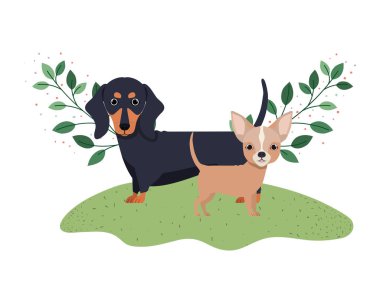 beyaz arka planda sevimli ve sevimli köpekler