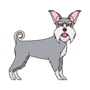 beyaz arka plan üzerinde sevimli schnauzer köpek