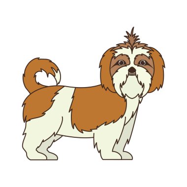 beyaz arka plan üzerinde sevimli shih tzu köpek