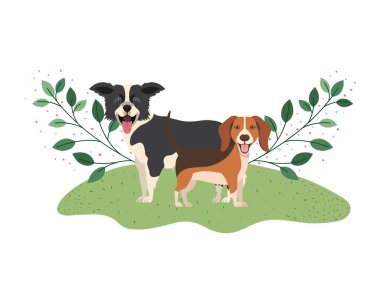 beyaz arka planda sevimli ve sevimli köpekler