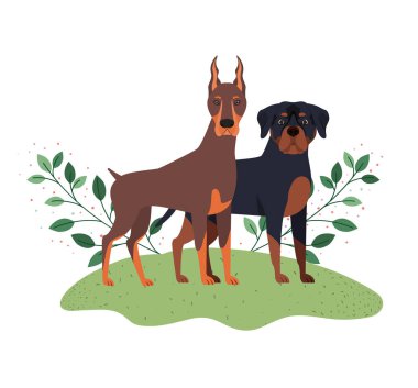 beyaz arka planda sevimli ve sevimli köpekler