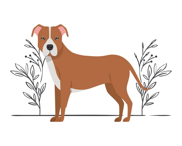 白い背景にかわいいピットブル犬 — ストックベクタ