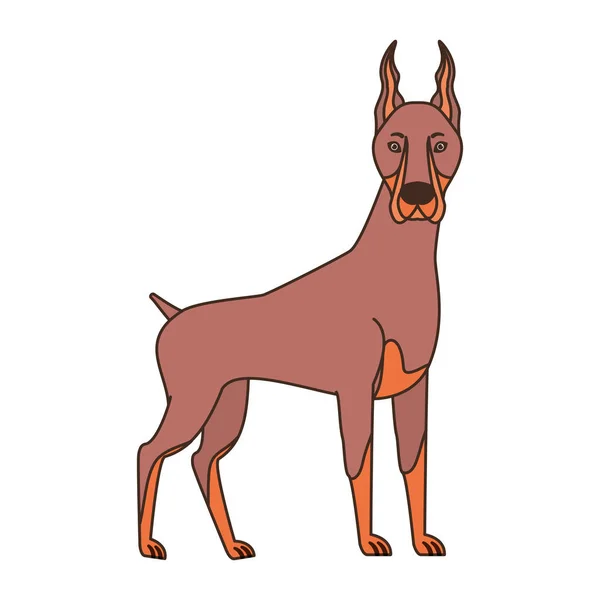 Mignon chien doberman sur fond blanc — Image vectorielle