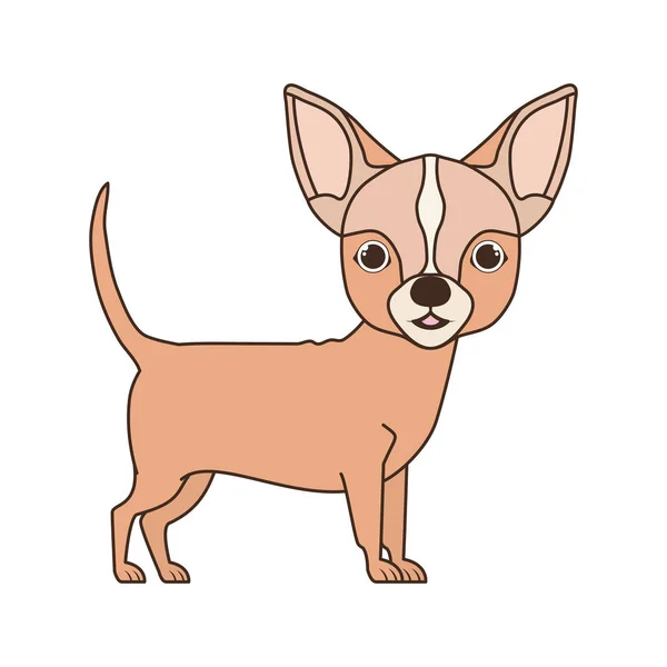 Niedlicher Chihuahua-Hund auf weißem Hintergrund — Stockvektor