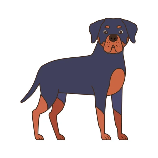 Lindo perro rottweiler sobre fondo blanco — Archivo Imágenes Vectoriales