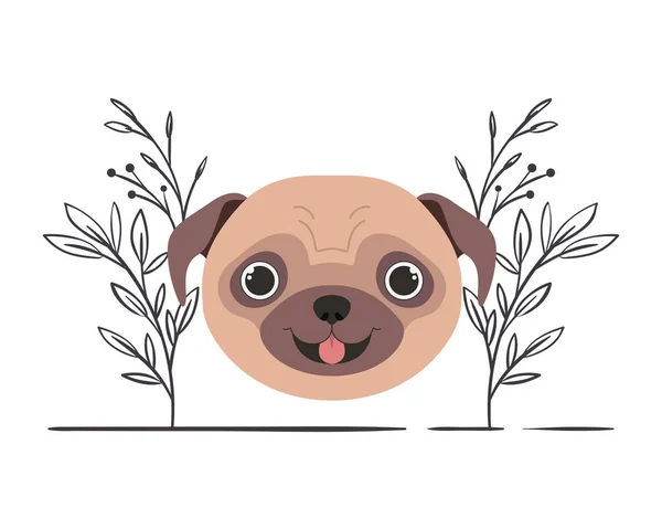 head of cute pug dog on white background