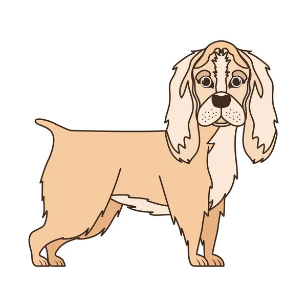 Lindo cocker spaniel ingles perro sobre fondo blanco — Archivo Imágenes Vectoriales