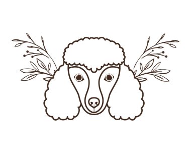 beyaz arka plan üzerinde sevimli poodler köpek başkanı