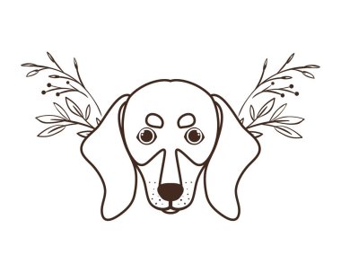 beyaz arka plan üzerinde sevimli dachshund köpek başkanı