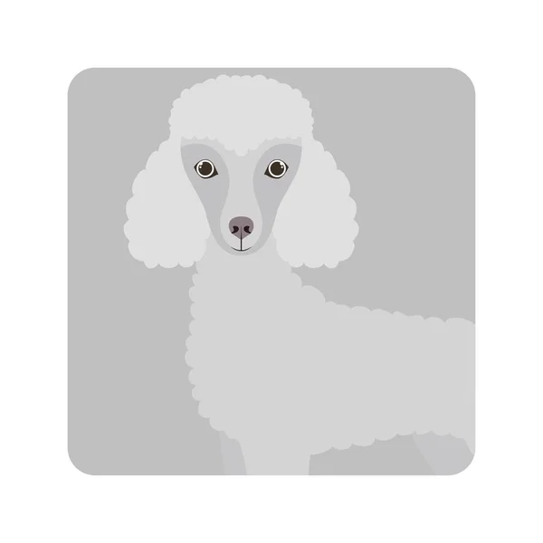 น่ารักสุนัขพุดเดิ้ลบนพื้นหลังสีขาว — ภาพเวกเตอร์สต็อก