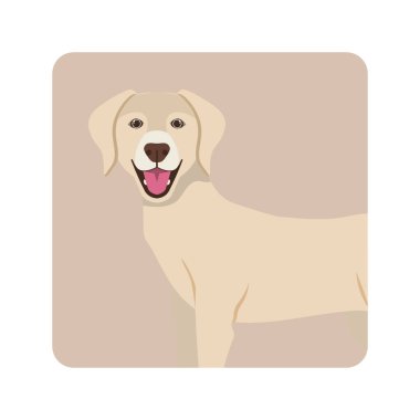 Beyaz arka plan üzerinde şirin Labrador Retriever köpek