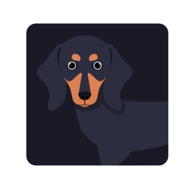 beyaz arka plan üzerinde sevimli dachshund köpek