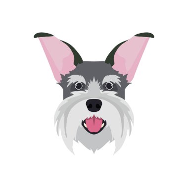 beyaz arka plan üzerinde sevimli schnauzer köpek başkanı