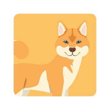 Akita Inu köpek beyaz arka plan üzerinde