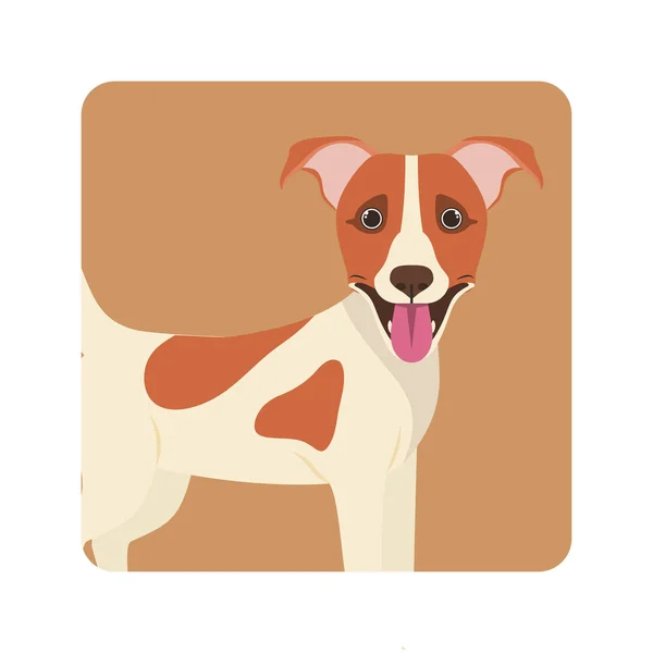Mignon Jack Russell rerrier chien sur fond blanc — Image vectorielle