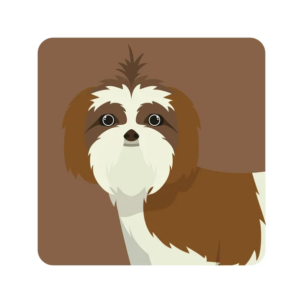 Bonito shih tzu cão no fundo branco — Vetor de Stock