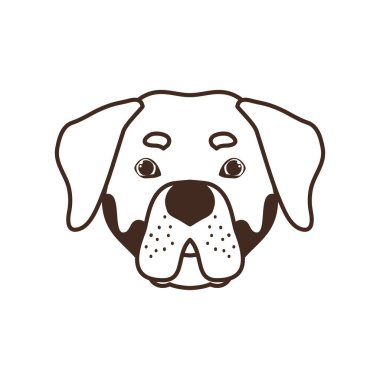 beyaz arka plan üzerinde sevimli rottweiler köpek başkanı