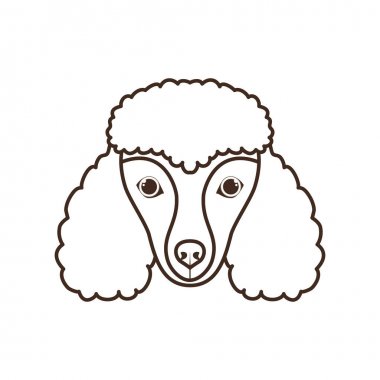 beyaz arka plan üzerinde sevimli poodler köpek başkanı