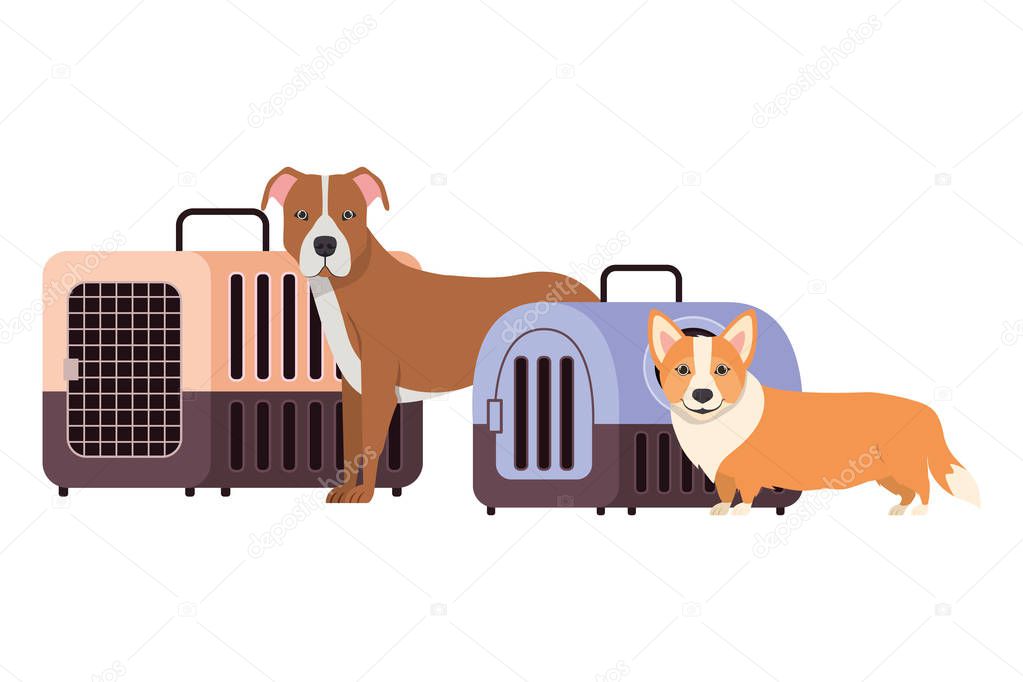 dogs and pet transport boxes on white background