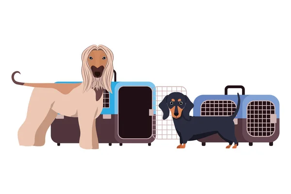 Cães e caixas de transporte de animais de estimação no fundo branco — Vetor de Stock