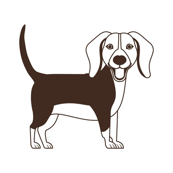 Silueta de lindo perro beagle sobre fondo blanco — Vector de stock